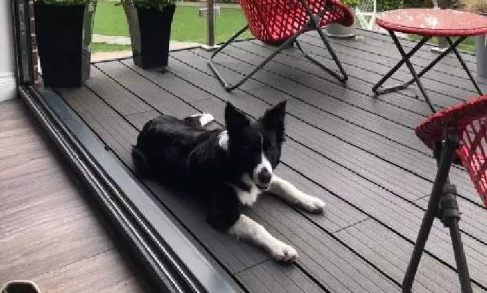 Are Composites Too Hot for Dogs? Ultra Decking | Ultra Decking®