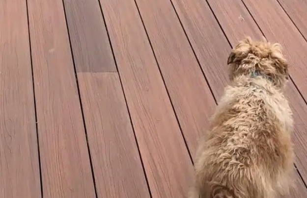 Ipe Composite Decking With Brown Dog Walking Across