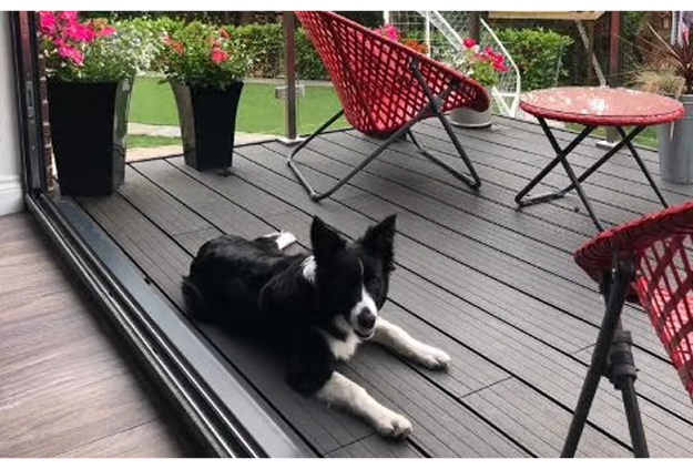 Dog Lay Relax On Composite Decking Boards With Garden Furniture In Background